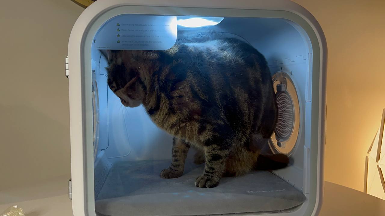 My chunky cat is drying
