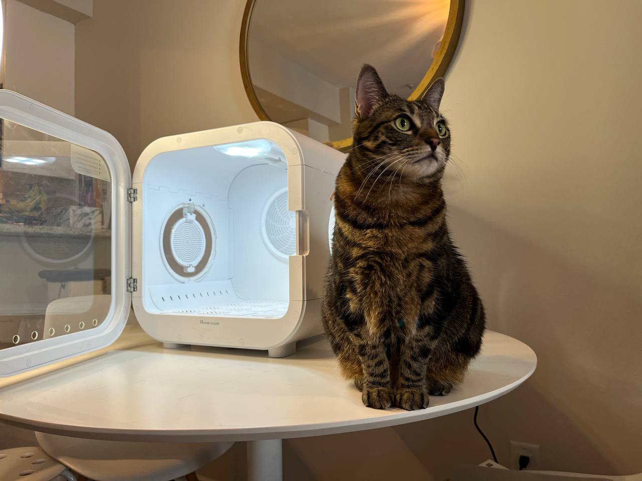 My cat after getting dry by Drybo pet dryer