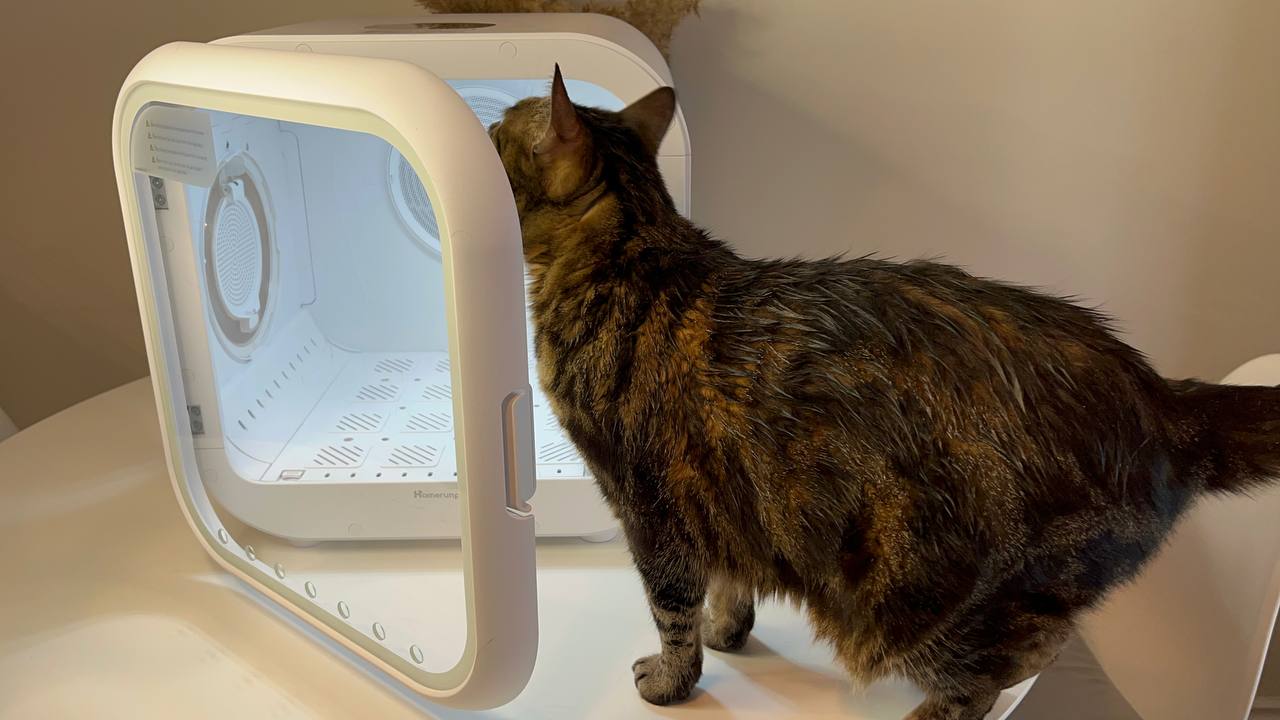 My cat exploring Drybo