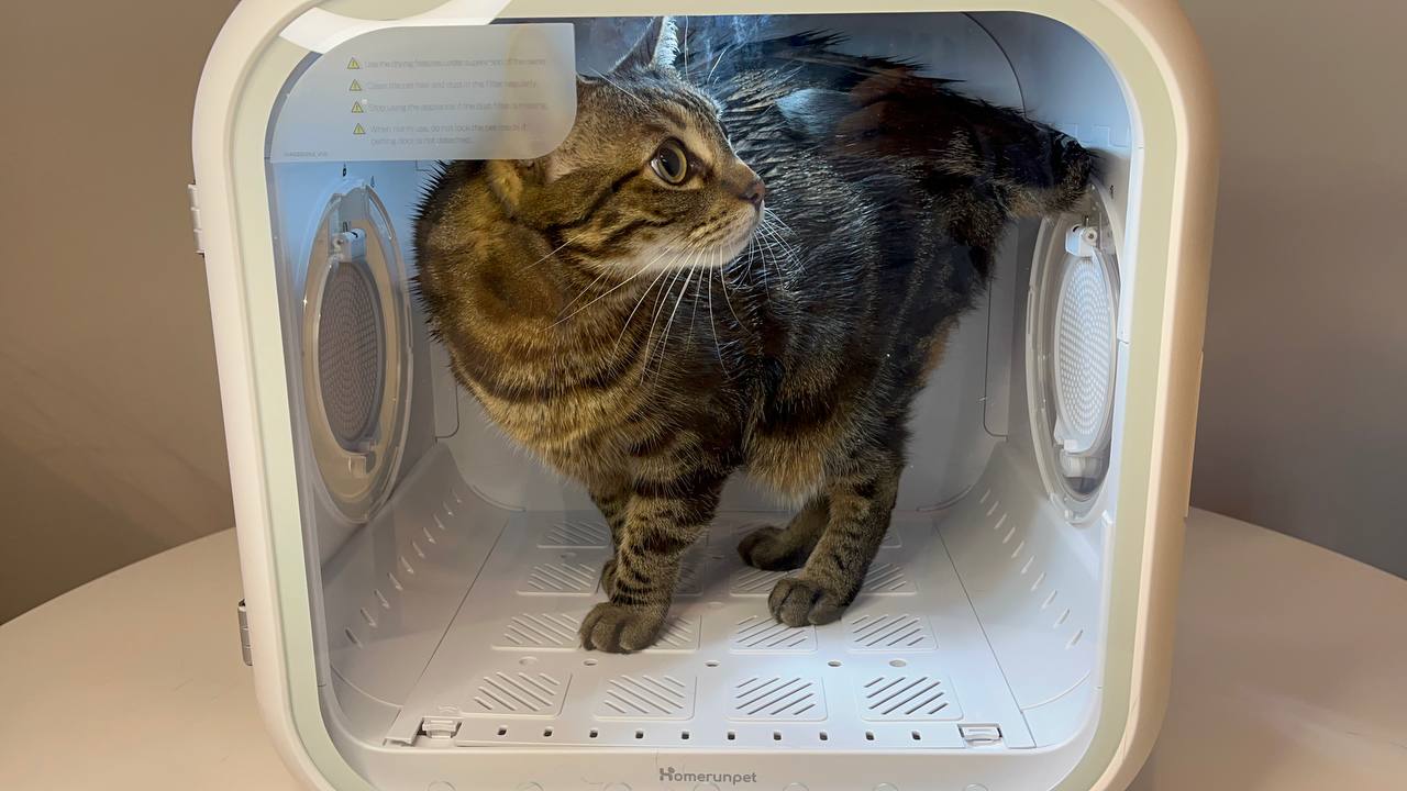 My cat inside Drybo on heat mode