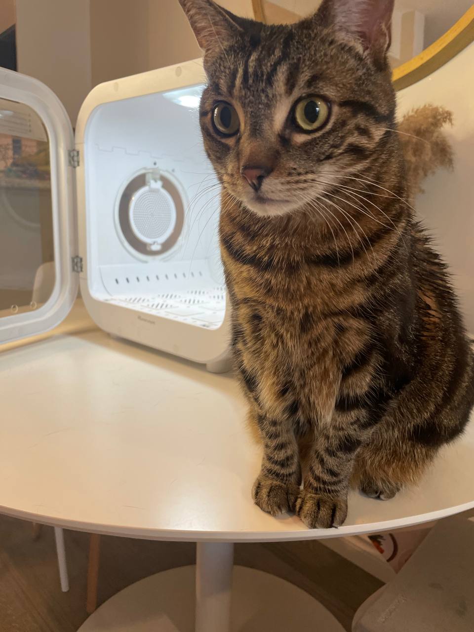 My cat is fully dried with Drybo