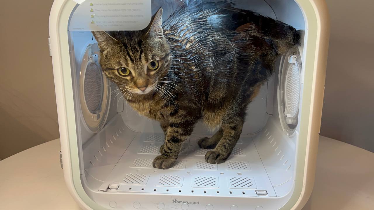 My cat is a little concerned about drying