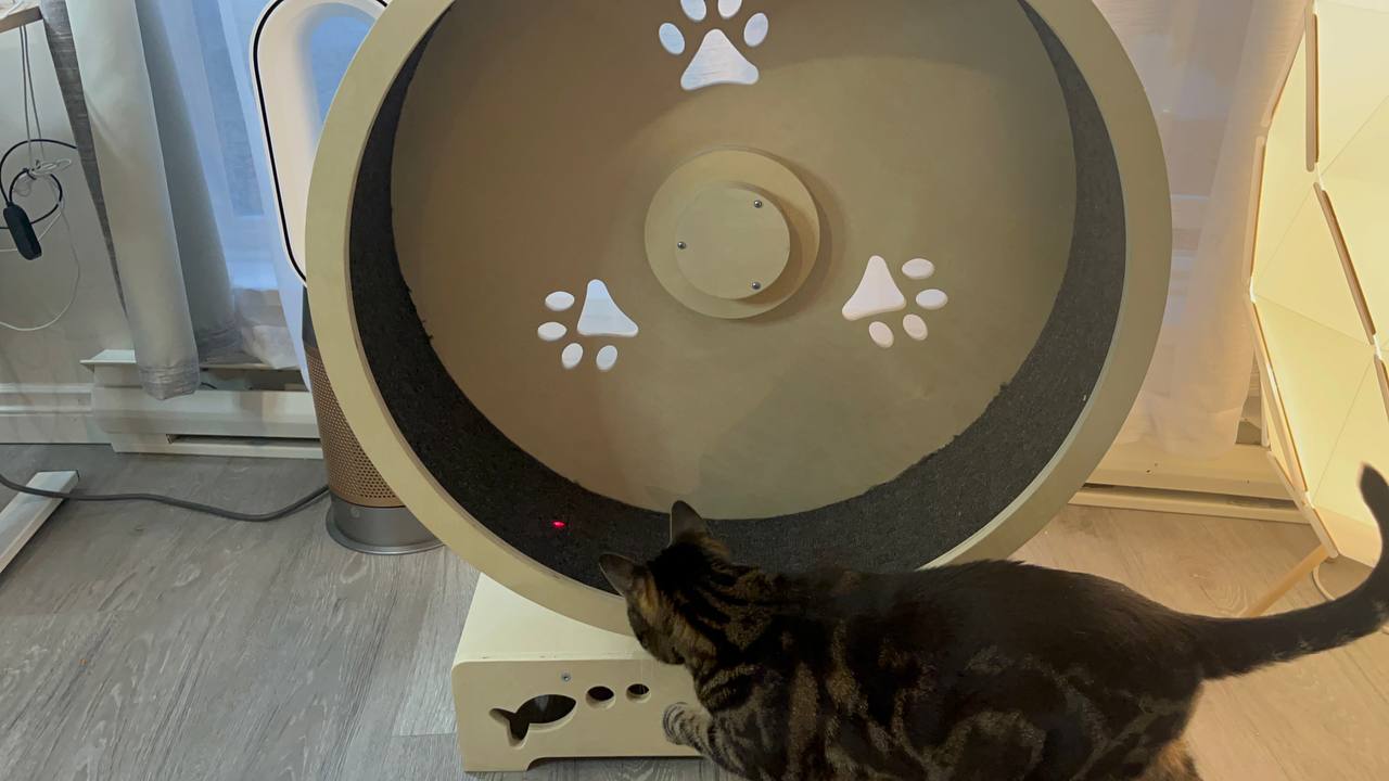My cat explores Paws & Fish Cat Wheel