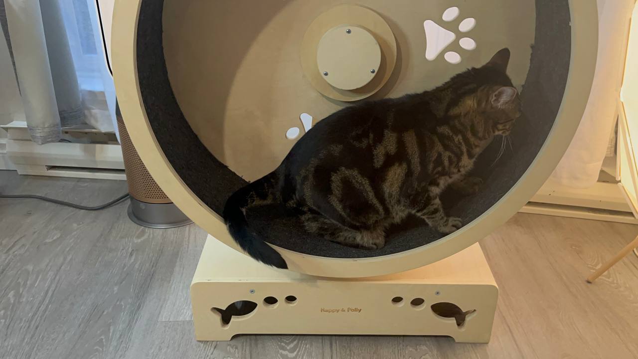 My cat is running on Paws & Fish Cat Wheel