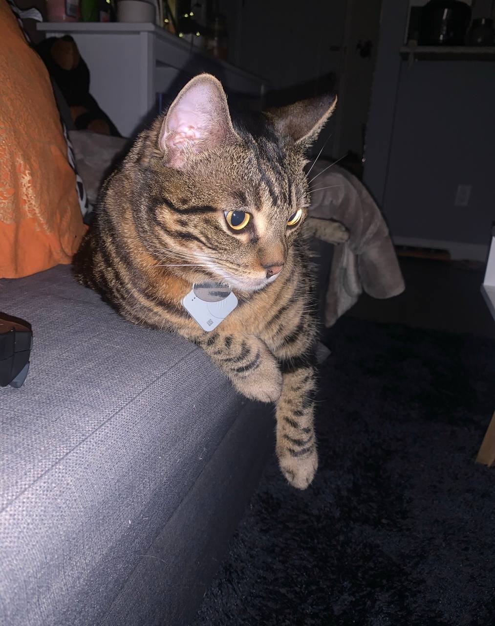 Testing Tile tracker on my cat