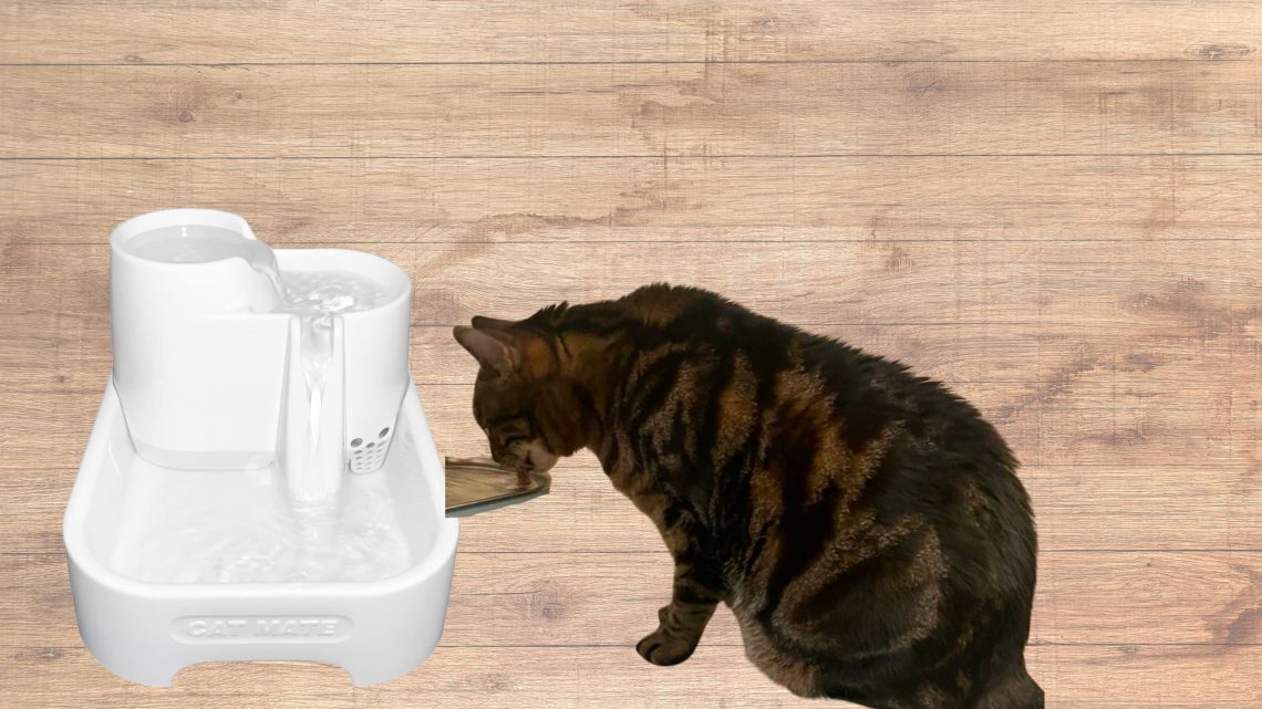 Cat Mate water fountain review featured image