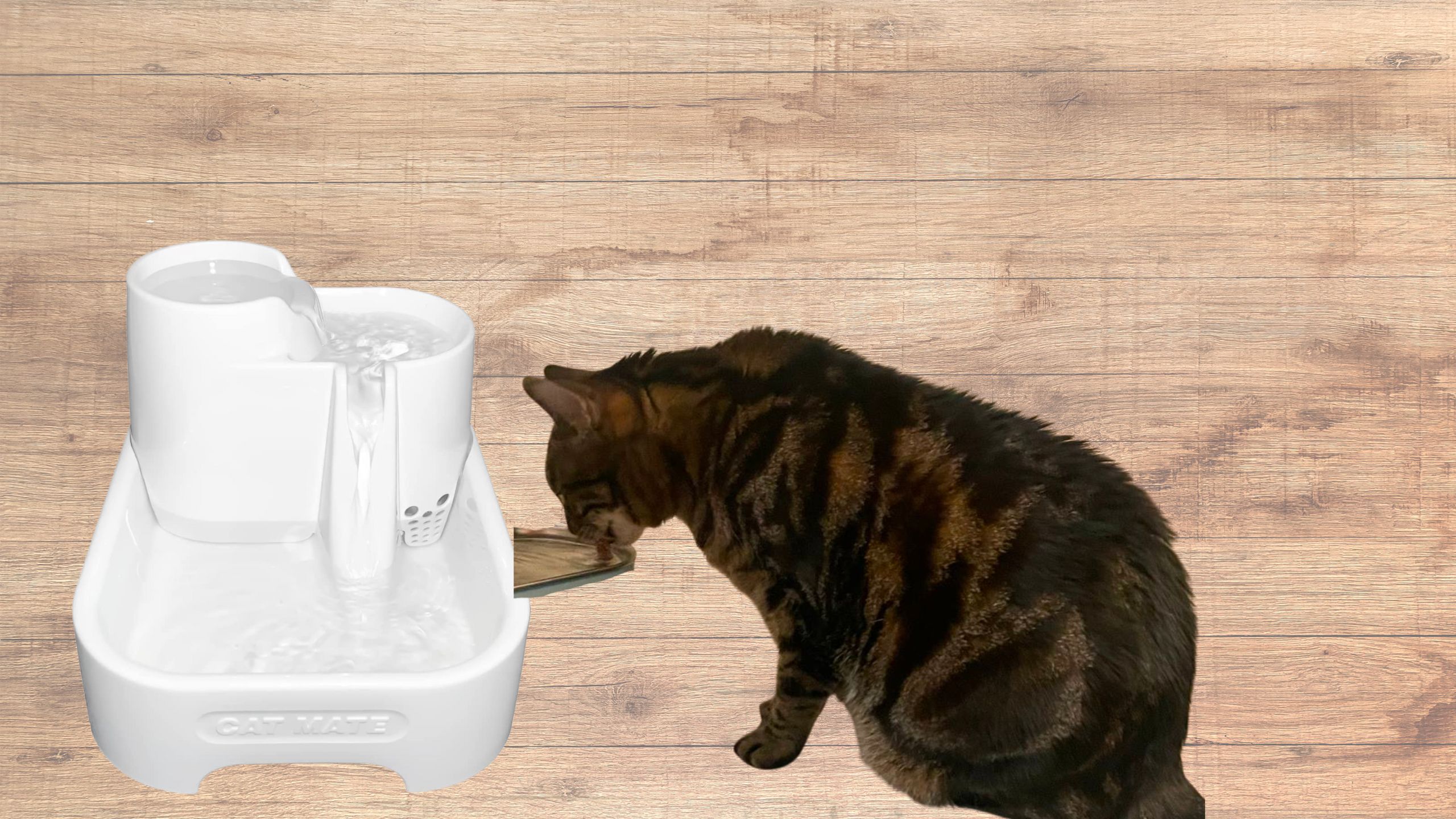 Cat Mate water fountain review featured image