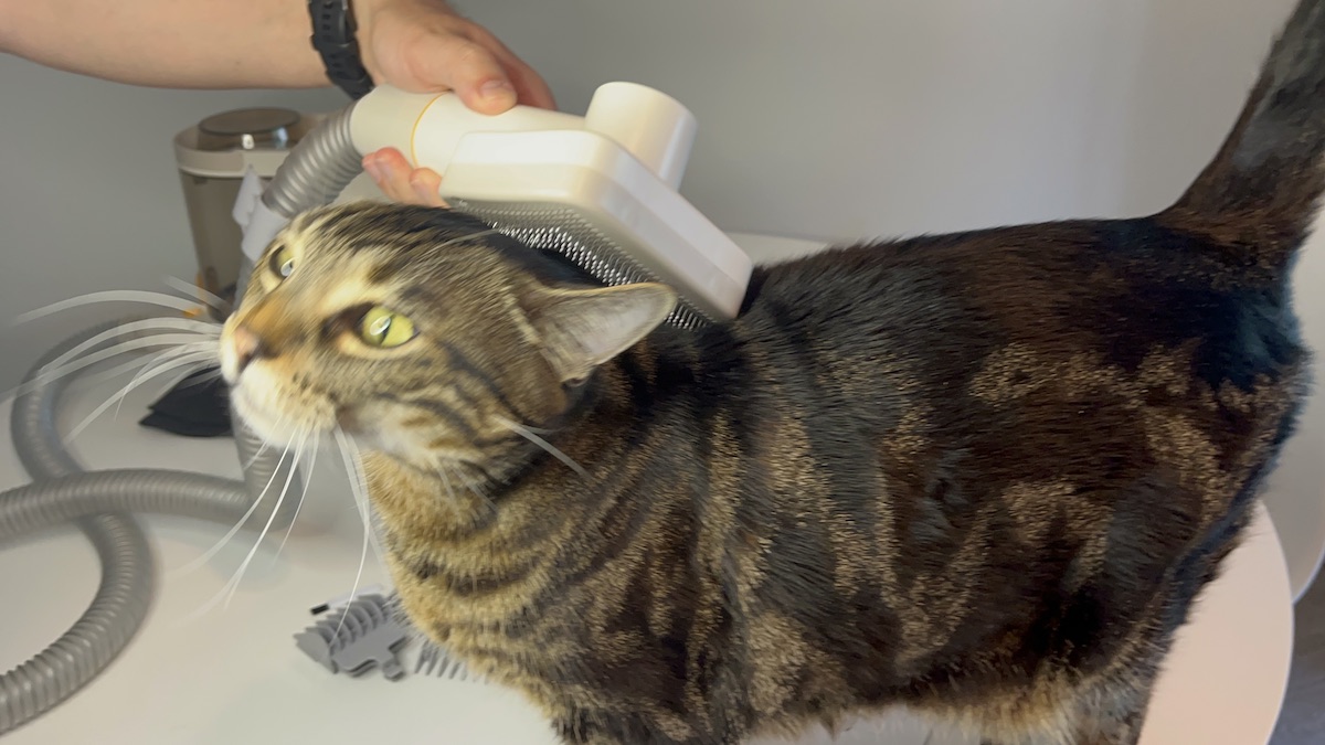 Grooming my cat with Palfur