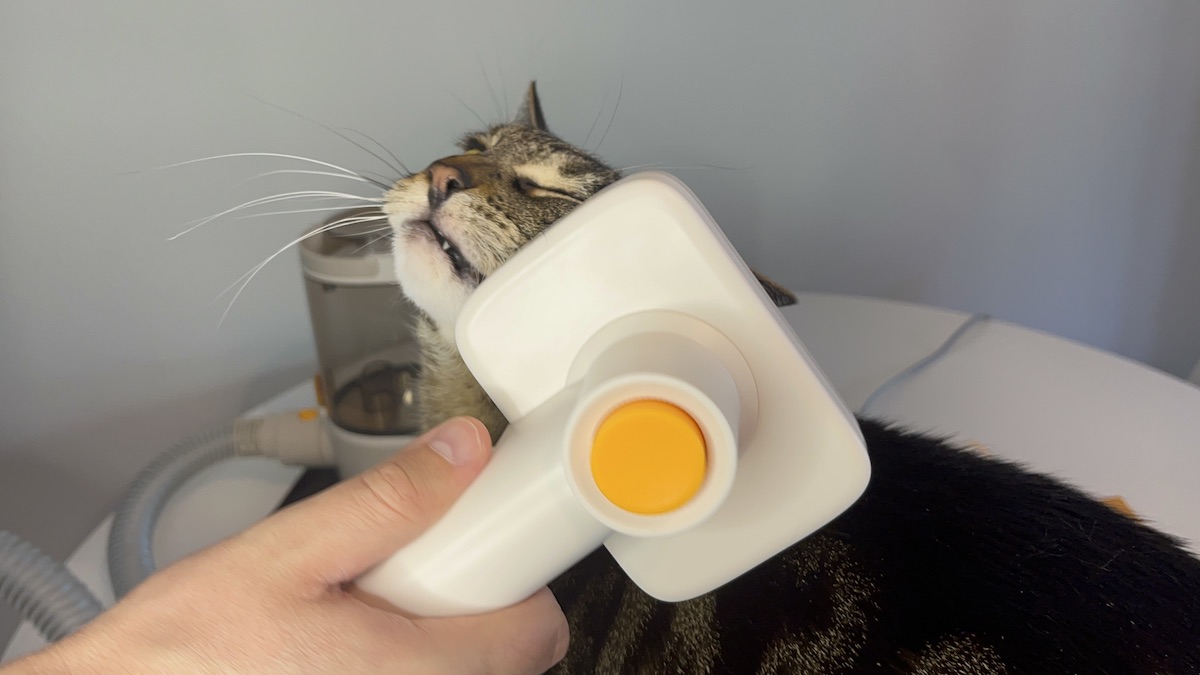 My cat enjoys being groomed with Palfur