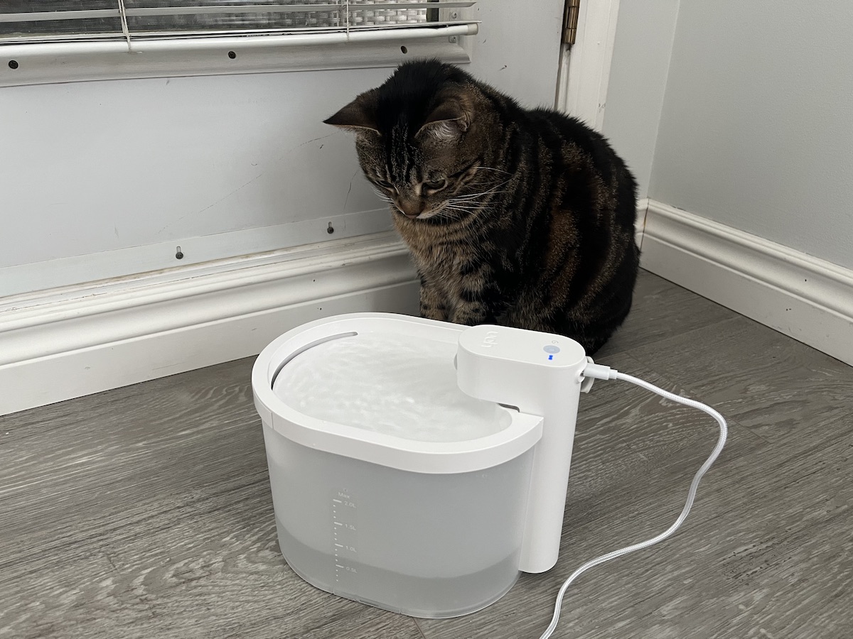 My cat is exploring Uahpet Automatic Cat Water Fountain