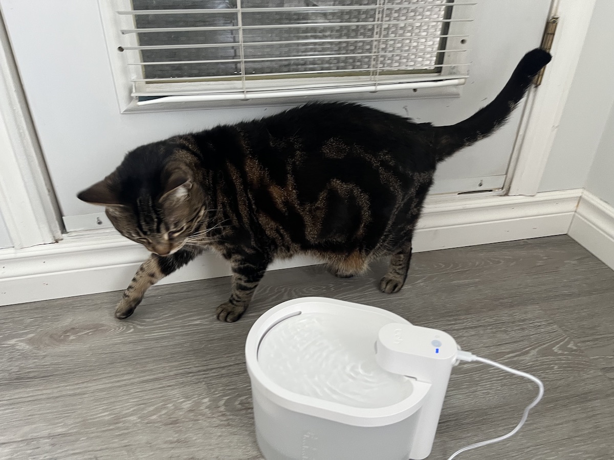 My cat is moving around UAH cat fountain