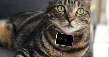 My cat with PAwfit tracker