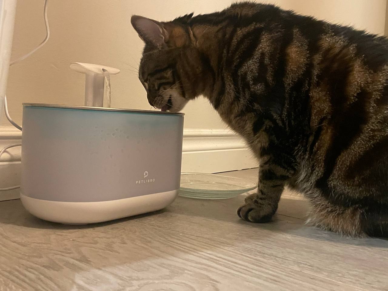 My cat keeps using Petlibro Cat Water Fountain