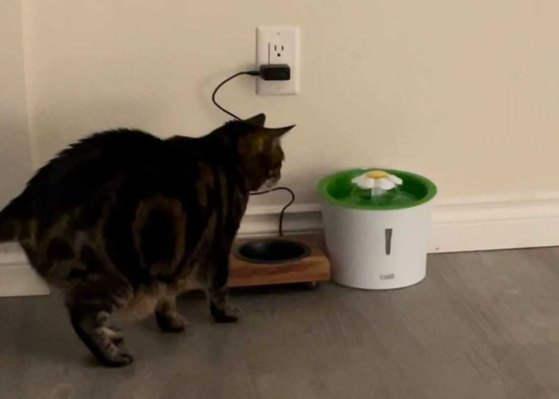 My cat is scared to use Catit Senses 2.0 Flower Fountain