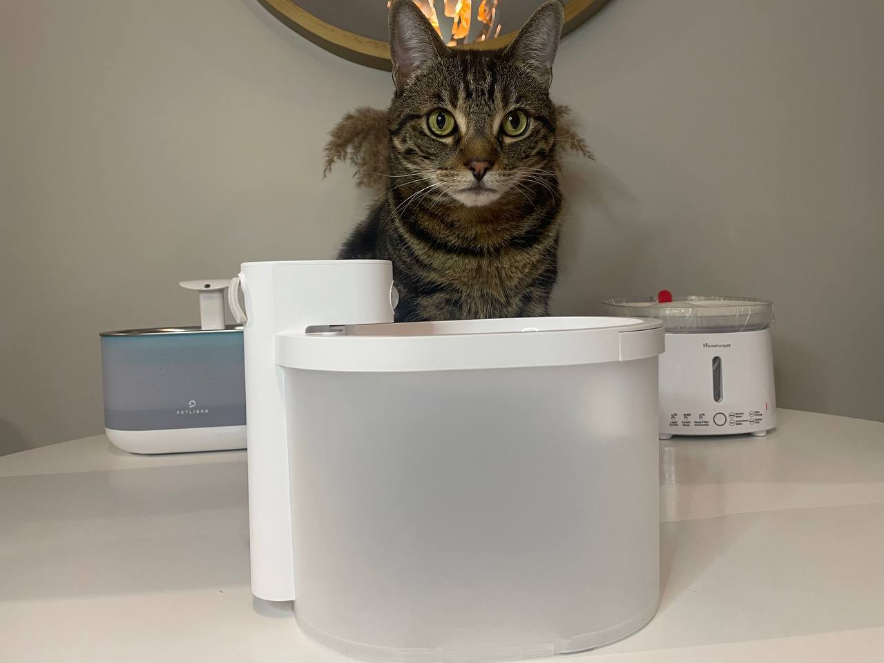 My cat and three of the five best car water fountains
