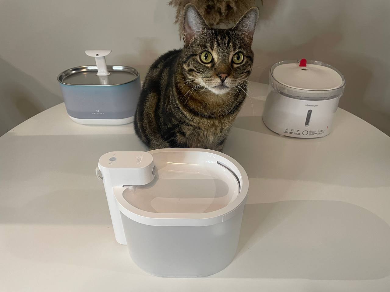 My cat around different cat water fountains