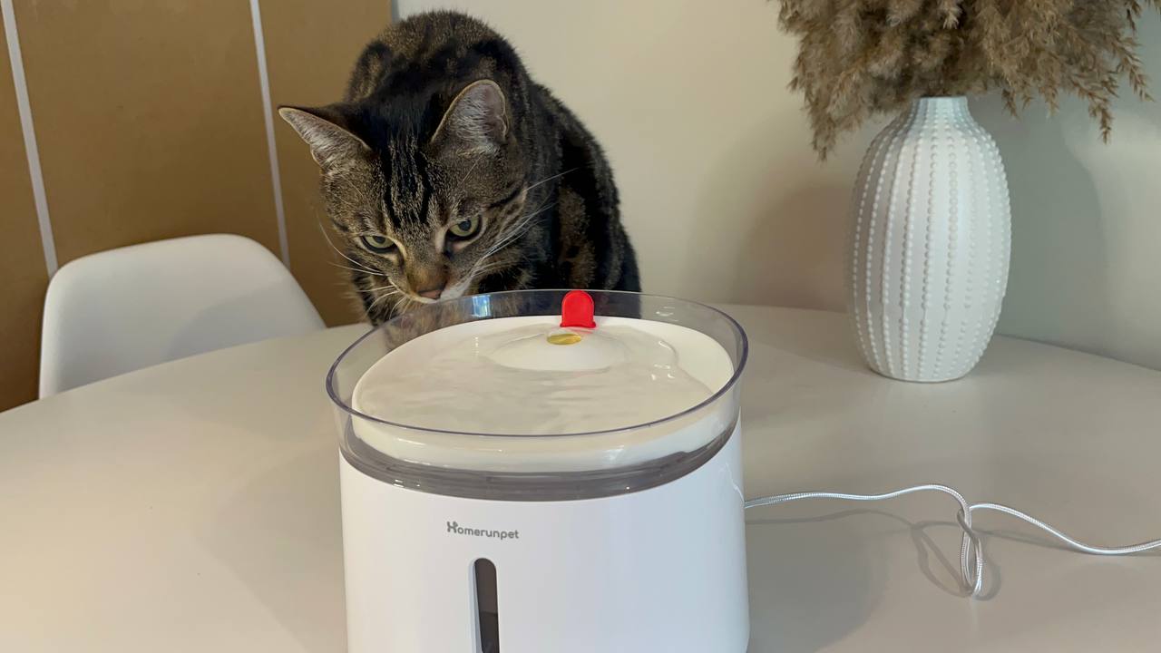 Low noise lever of Homerunpet Cat Water Fountain so my cat started exploring it right away