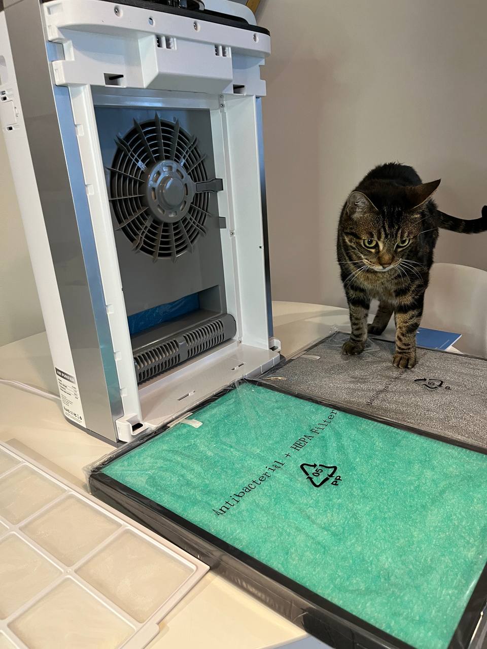 My cat is exploring the air purifier