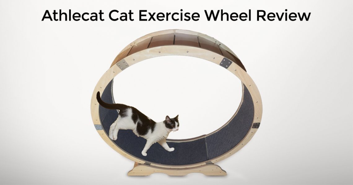 Athlecat Cat Exercise Wheel