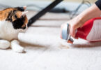 Person cleaning up a cat poop stain from carpet