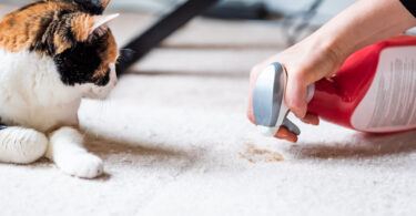 Person cleaning up a cat poop stain from carpet