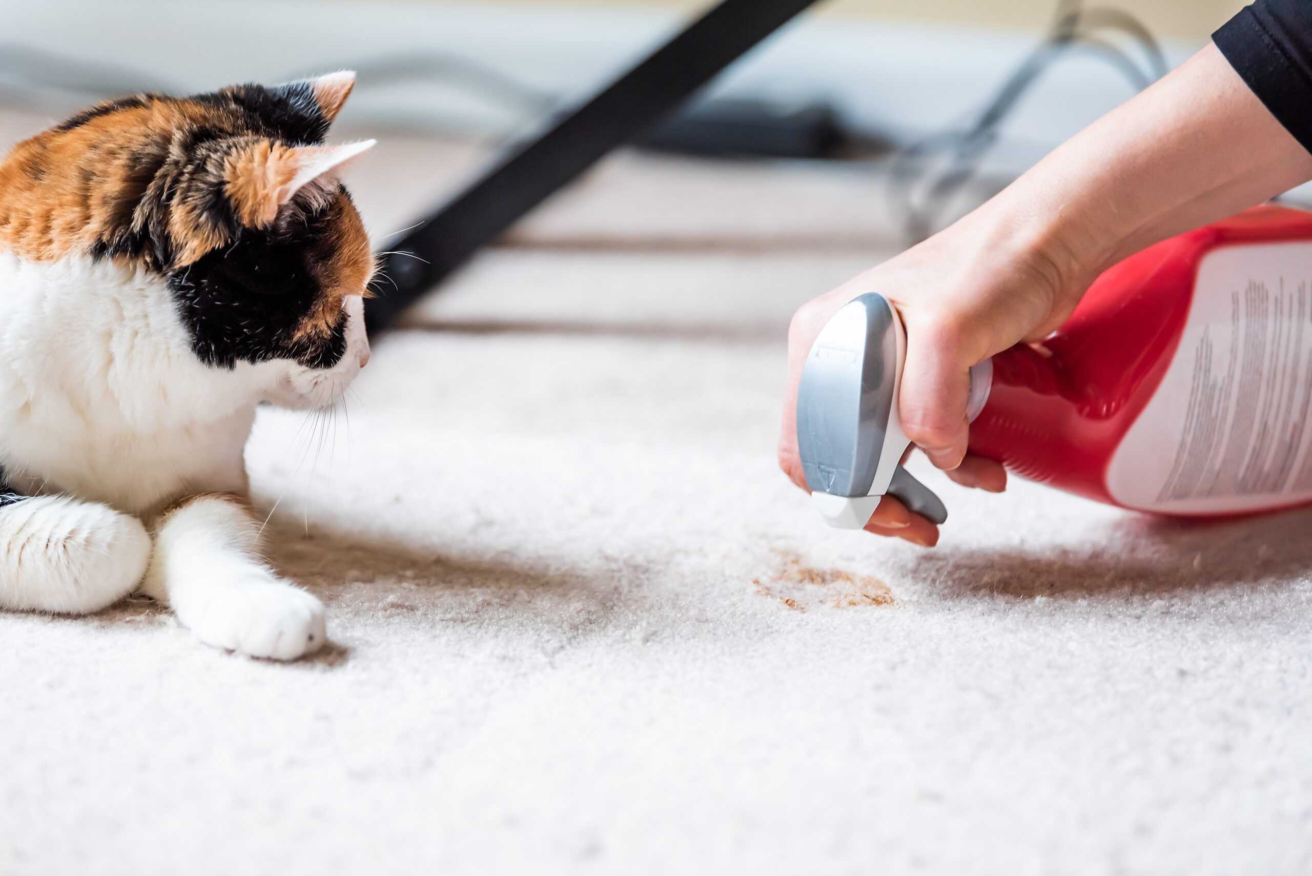 Person cleaning up a cat poop stain from carpet
