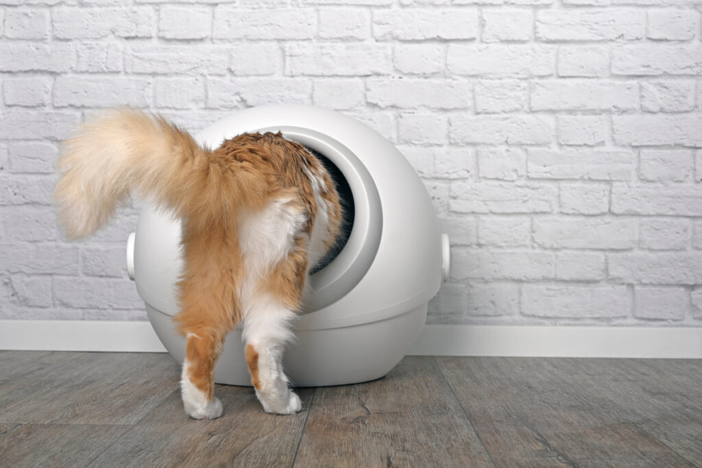 Cat getting into Automatic Cat Litter Box
