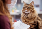Basepaws Cat DNA Test Review