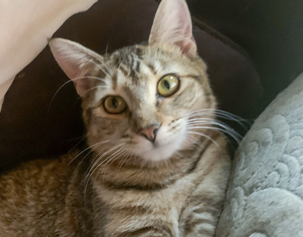 BasePaw DNA test - Leia