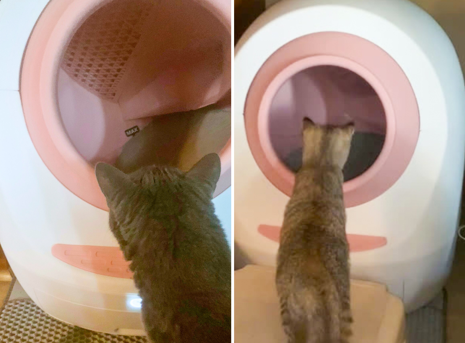 Cat looking in Leo's Loo Too