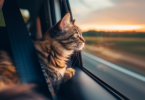 Traveling with a Cat in a car