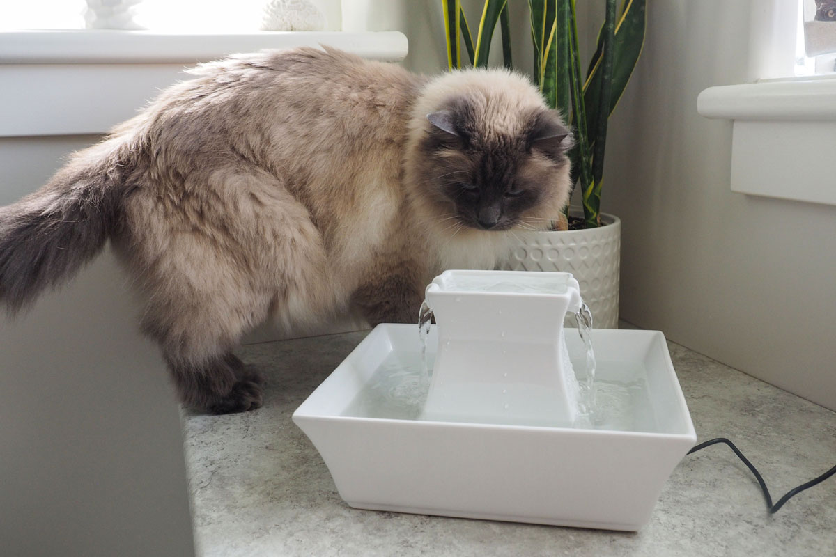 PetSafe DrinkWell Pagoda Water Fountain Assembled