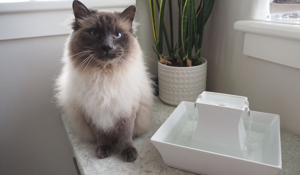PetSafe Drinkwell Pagoda Cat Water Fountain