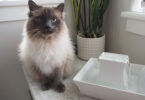 PetSafe Drinkwell Pagoda Cat Water Fountain