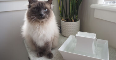 PetSafe Drinkwell Pagoda Cat Water Fountain