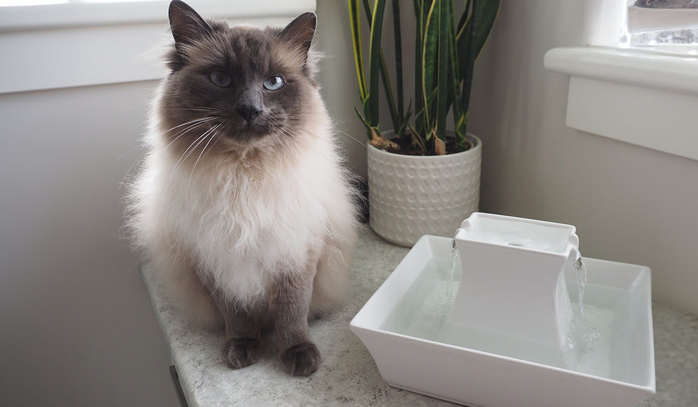 PetSafe Drinkwell Pagoda Cat Water Fountain