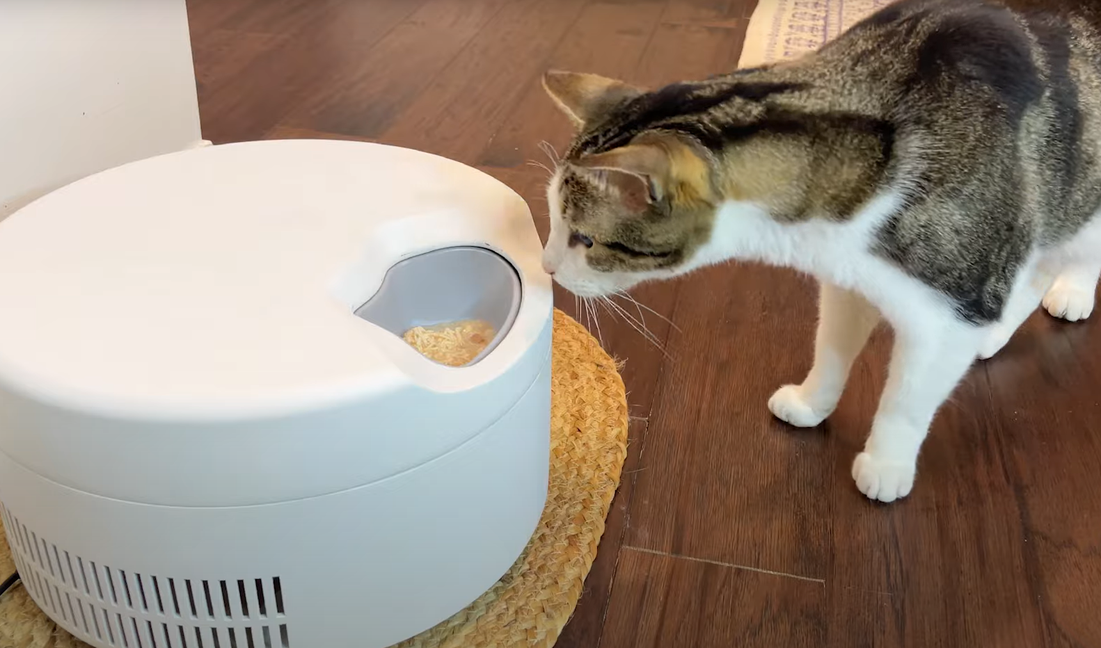 SoCool Automatic Cat Feeder