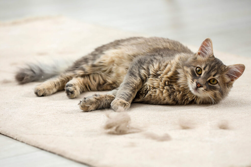 Pet Hair Remover for Cats - cat hair on carpet